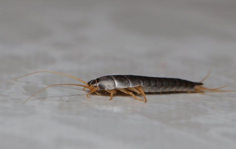 How Do I Get Rid Of Silverfish In My Jacksonville Home? | Wildlife and ...