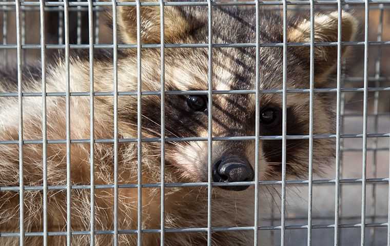 Raccoons Face Up Close